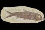 Detailed Fossil Fish (Knightia) - Wyoming #115105-1